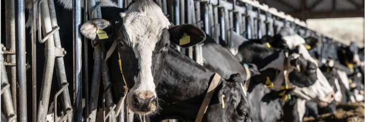 Kühe am Futtertisch